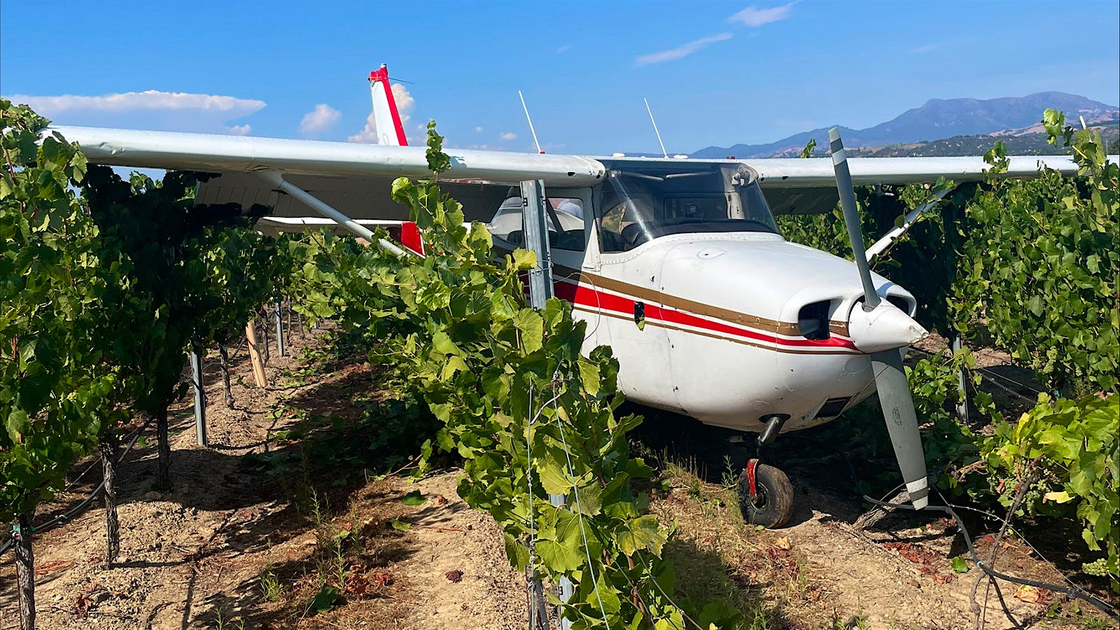 The plane among the vines