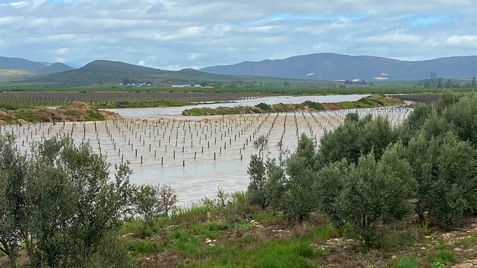  A Springfield vineyard was mostly flooded by the storms.