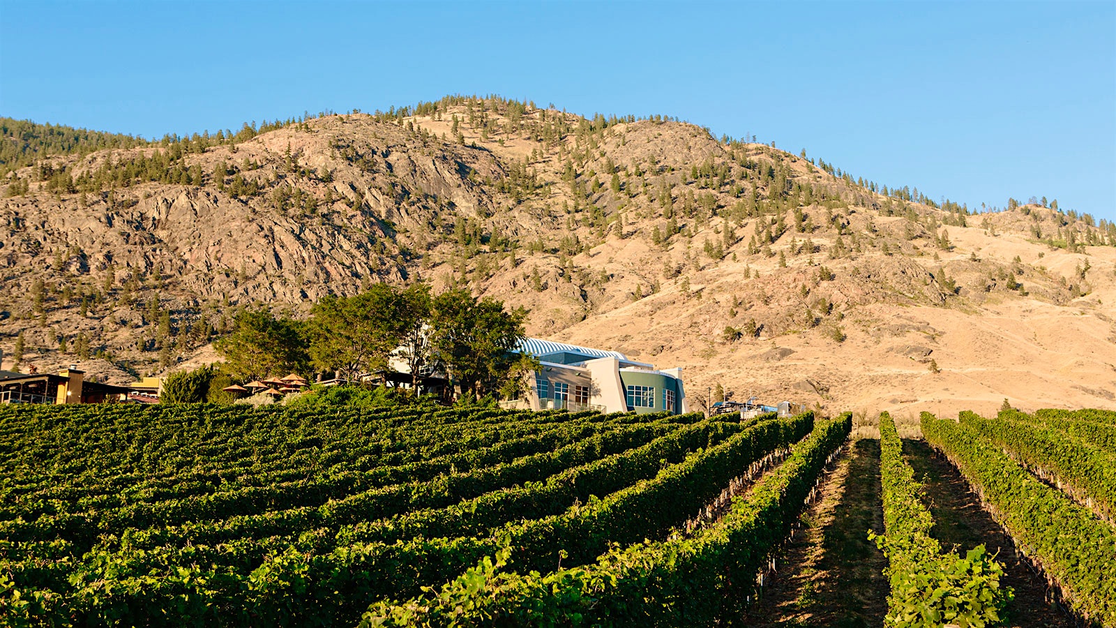  Vineyards surround Nk'Mip winery, with mountains in the background