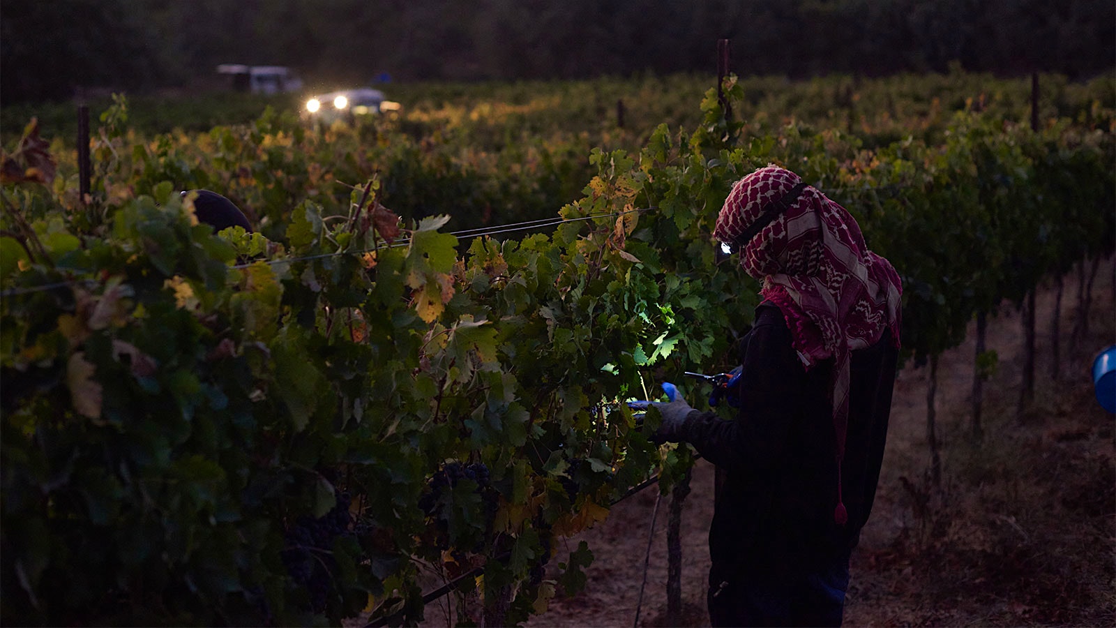  Worker picking grapes at Israeli winery