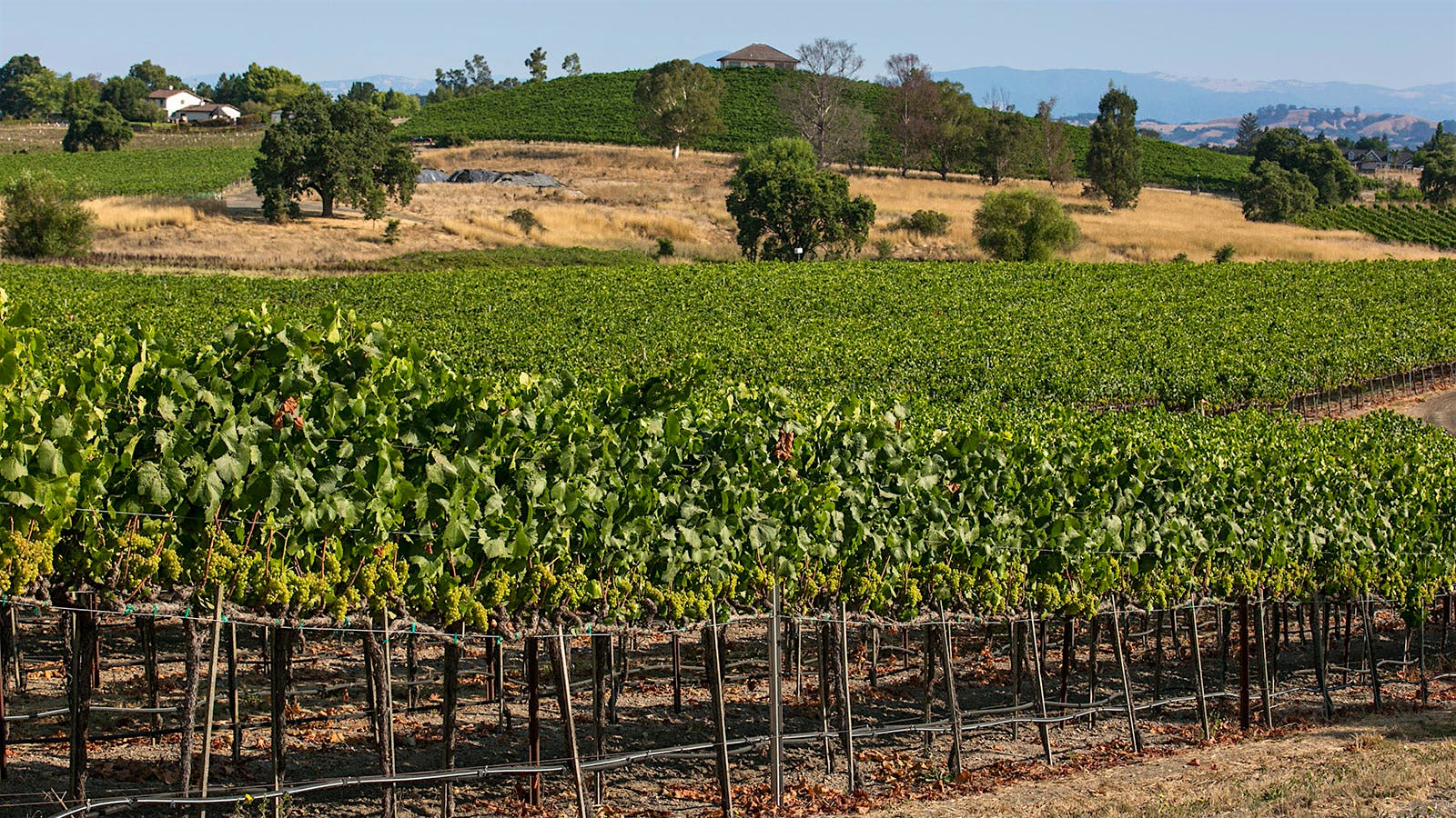 One of Sonoma-Cutrer's many Chardonnay vineyards