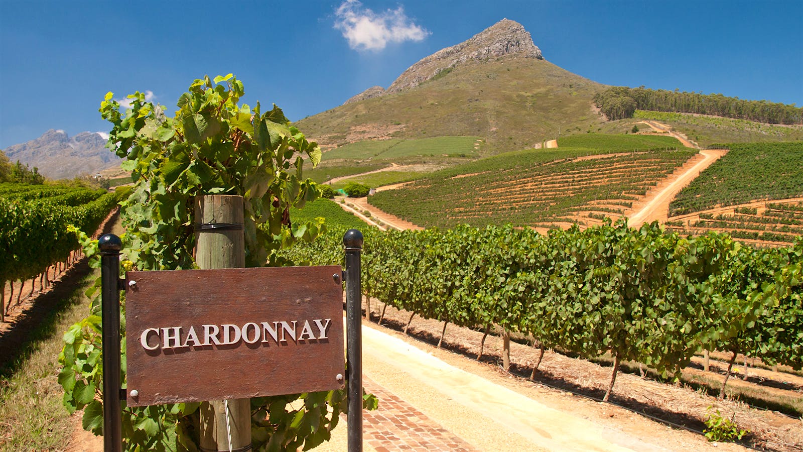 Quiz: The Wonders of Chardonnay