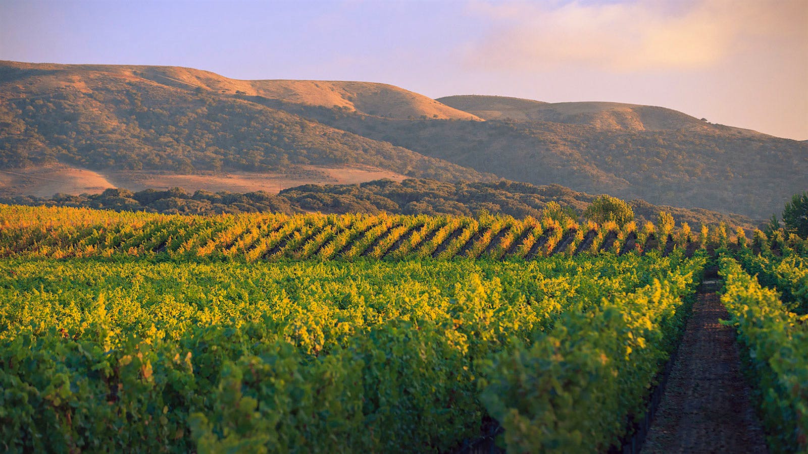 Brewer-Clifton's Machado vineyard in the foothills of Santa Barbara County's Sta. Rita Hills appellation.