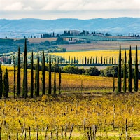 Vineyards of winery Argiano around Montalcino, Tuscany, Italy. Photo credit: Francesco Monari37 Beautiful Brunellos Up to 98 Points