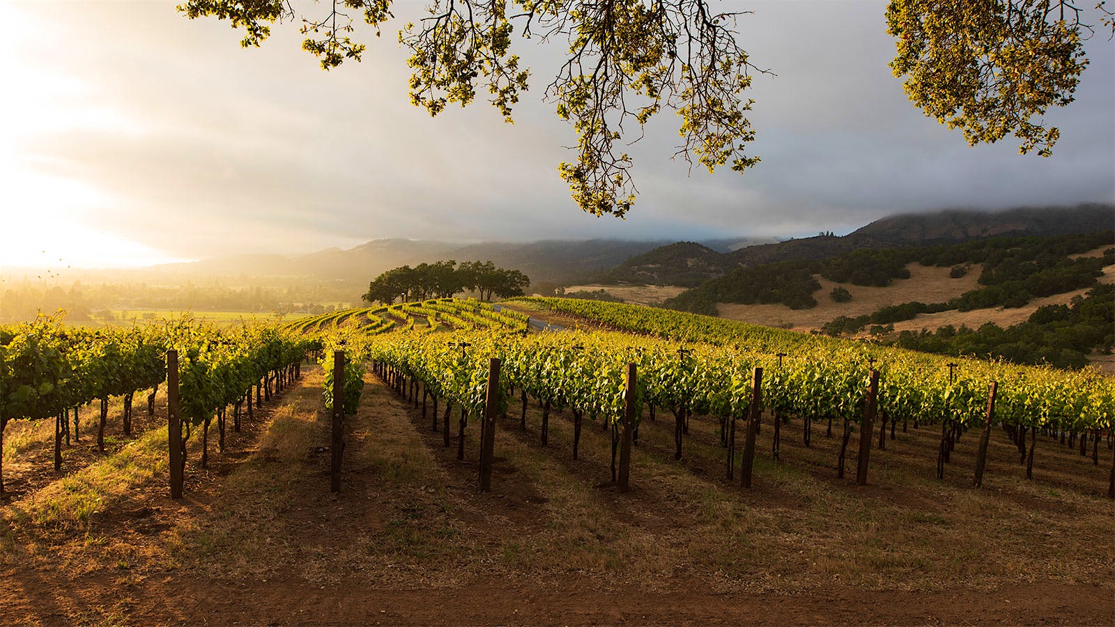 Kunde Family Winery Sonoma Valley