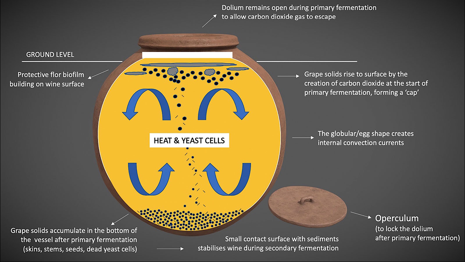  A graphic from the study shows fermentation inside dolia clay vessels.