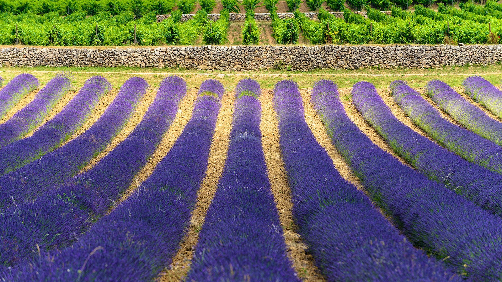 Vin du Midi: A Southern France Wine Quiz