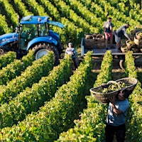 Louis Latour vineyard workers harvesting Chardonnay grapes with baskets and a tractor. Photo credit: Michel Joly95-Point Burgundy; Classic California Zinfandel