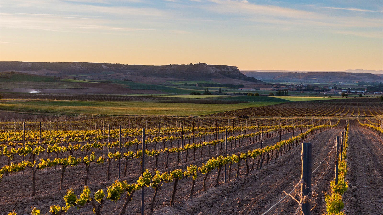 Vines of Bodegas Emilio Moro in Ribera del Duero, Spain