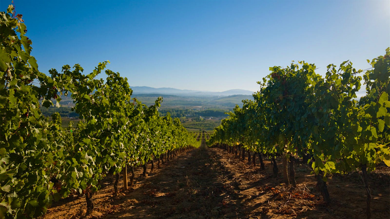 Vines of Bodegas Godelia in Spain's Bierzo region