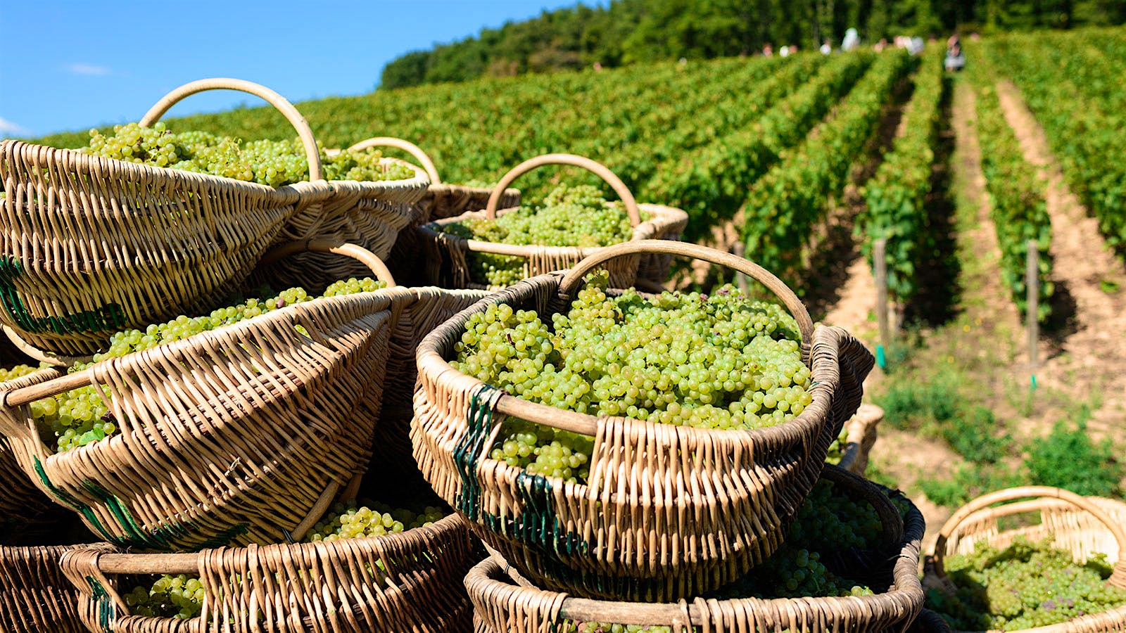 Baskets of Chardonnay grapes harvested by Louis Latour near a vineyard in Burgundy, France