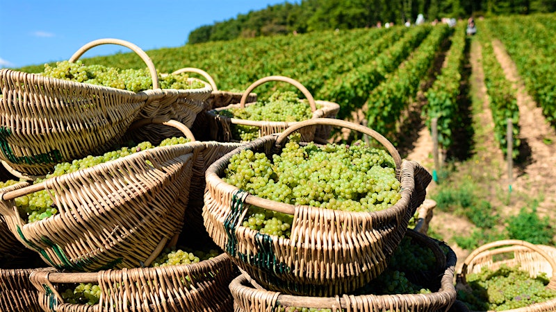 Travel the Globe with These 11 Fantastic Chardonnays Up to 93 Points