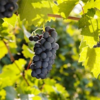 Dark red grapes on a vine. Photo credit: Maguey Images/Getty ImagesWhat Am I Tasting? ... Play the Game!