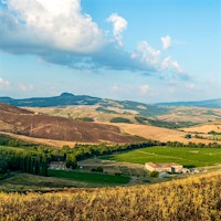 Vines of Tenuta di Trinoro in Tuscany, Italy. Photo credit: Molchen Photo99-Point Masseto; Classic Burgundies