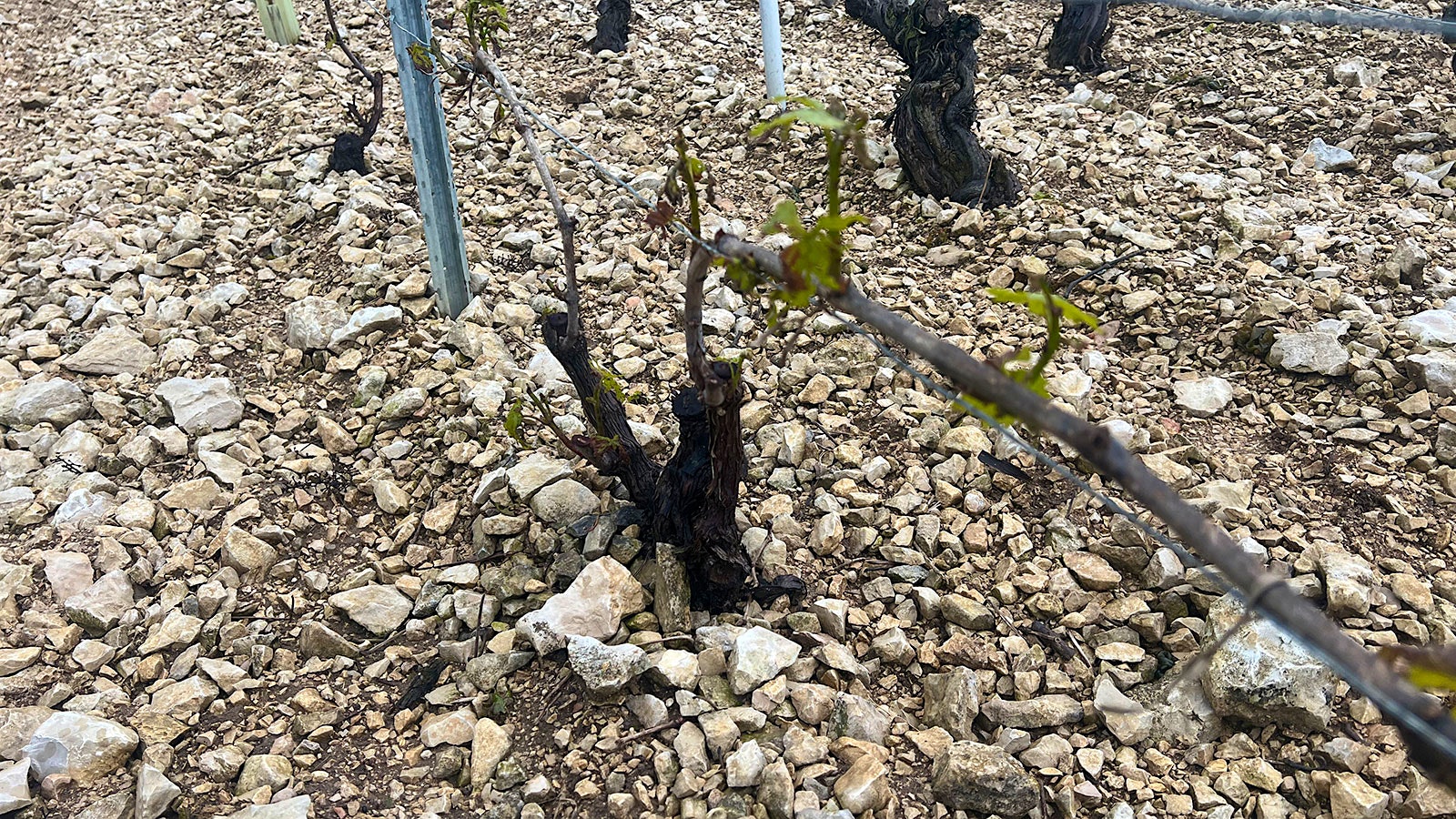  Damaged Chardonnay vines in Chablis.