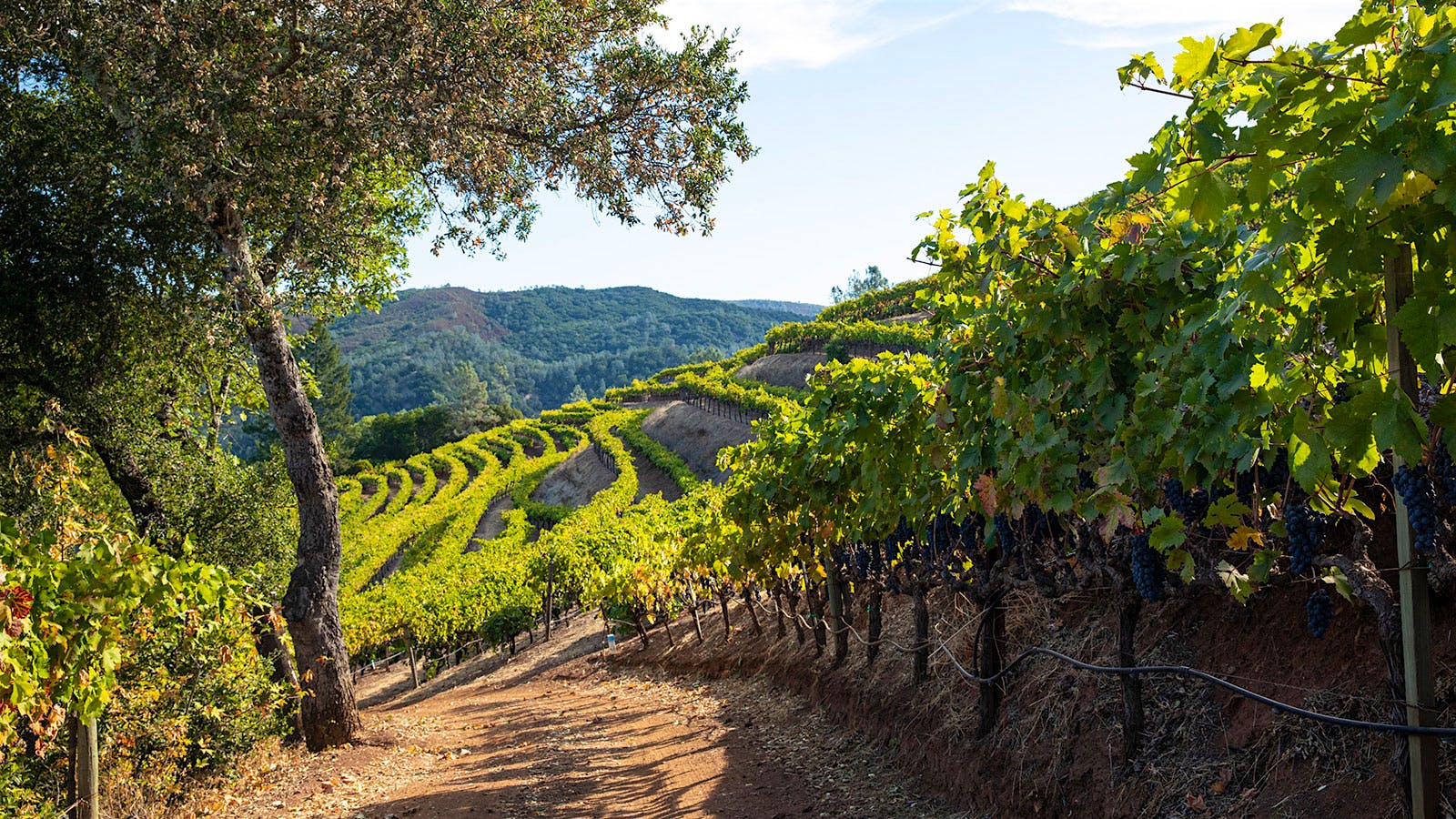 Green & Red's Tip Top Vineyard in Napa Valley, California