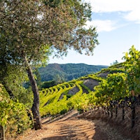 Founded in 1977, California's Green & Red makes noteworthy Zinfandel's from estate vines among the Vaca Mountains in Napa Valley.8 Impressive California Zinfandels at 90+ Points