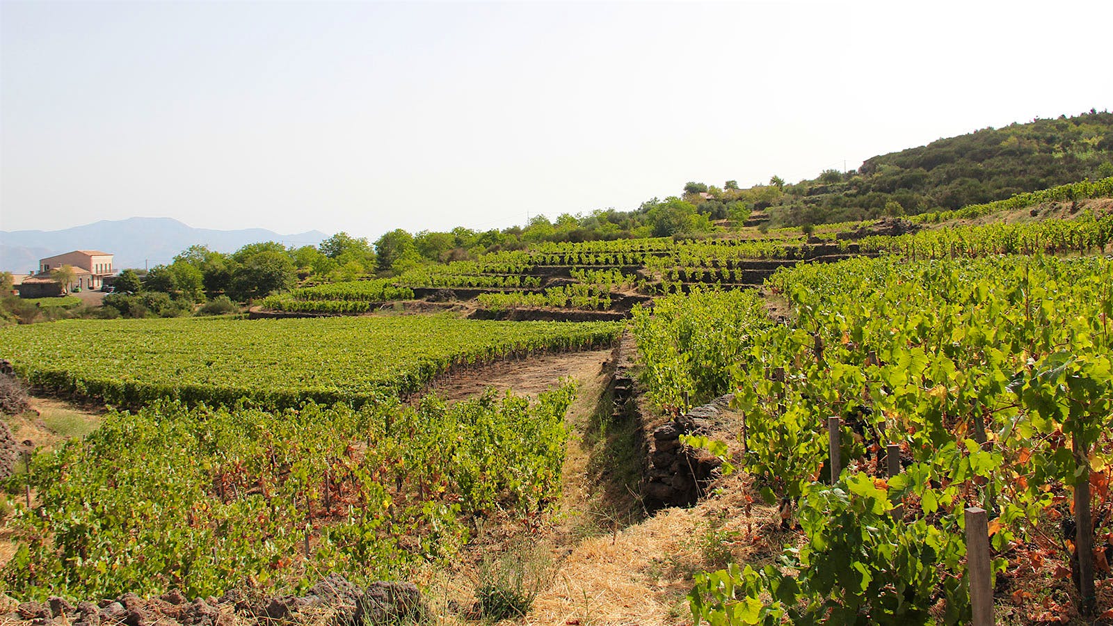 Vini Franchetti-Passopisciaro's vines in Sicily, Italy.