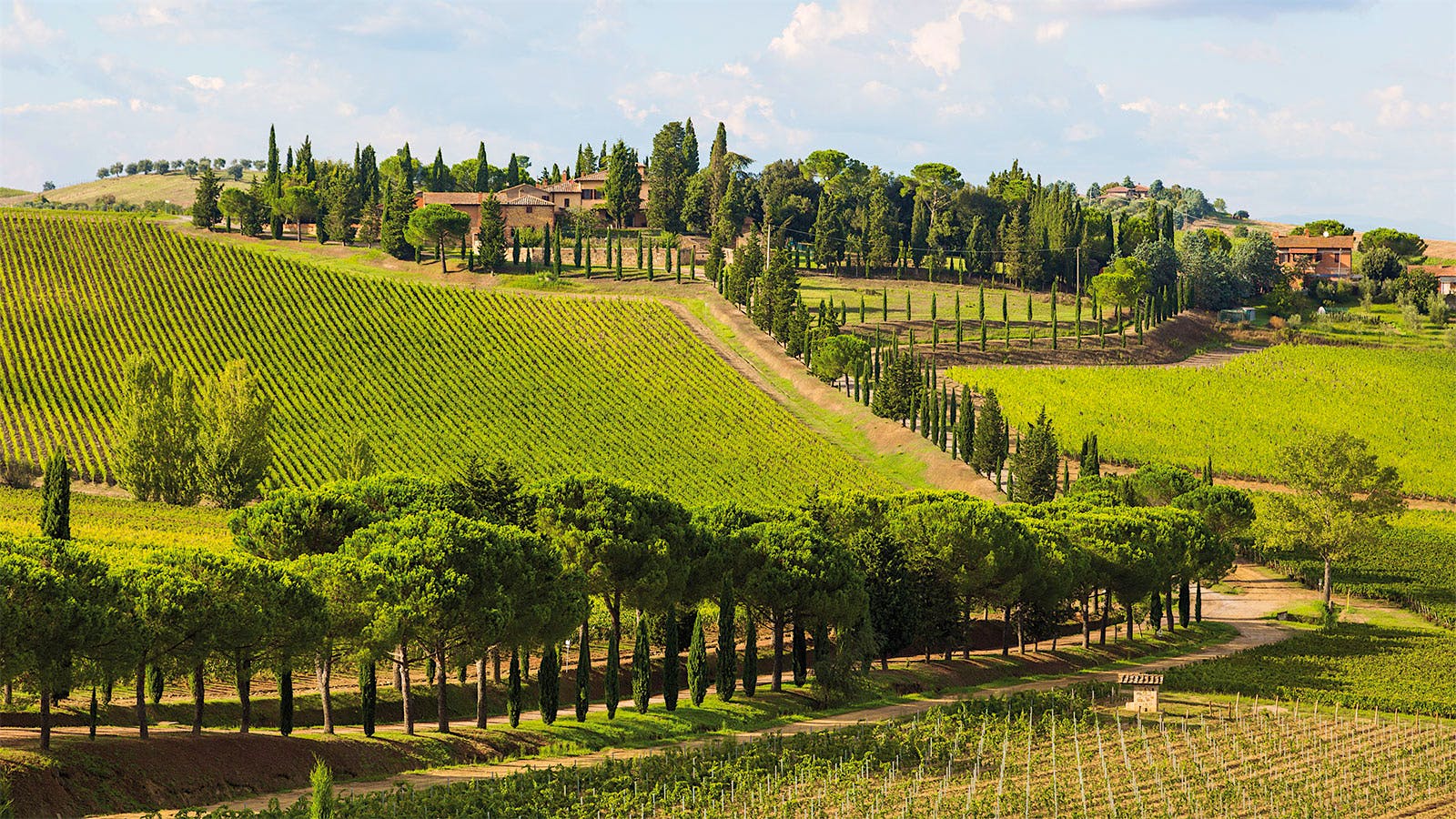 Carpineto's estate in Tuscany, with cypress trees, vineyards and an old stone house