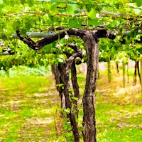 White grapes on vines. Photo credit: Mercedes Rancaño Otero/Getty ImagesWhat Am I Tasting? ... Play the Game!