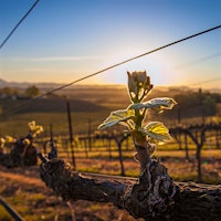 Rochioli's vines in Sonoma, California. Photo credit: Kim Carroll98-Point Ornellaia and Sassicaia; Classic California Pinot Noirs