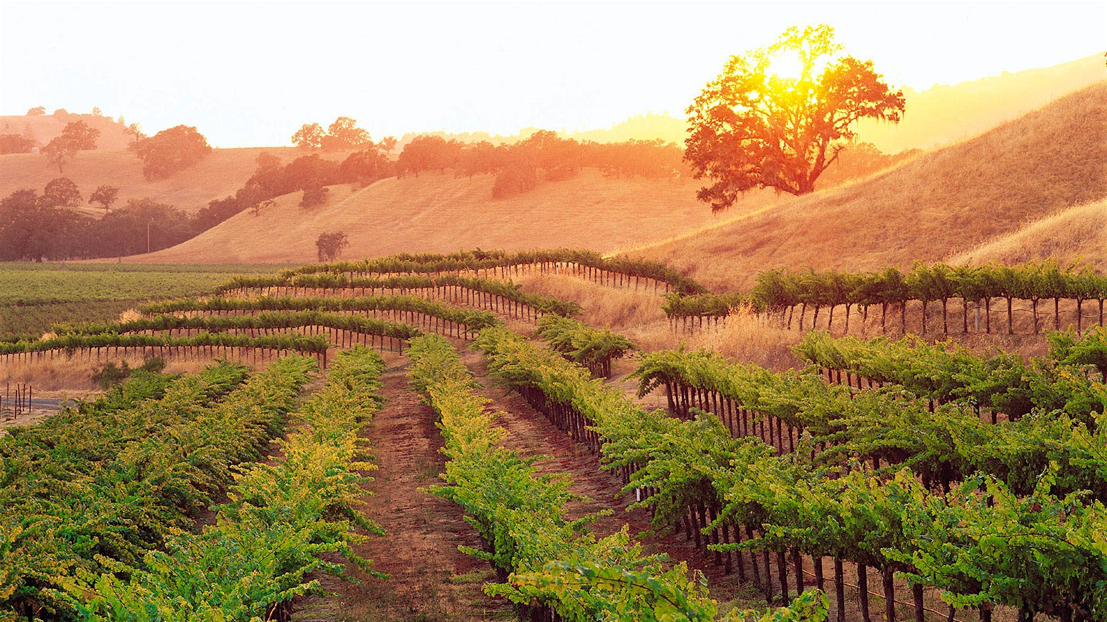 Beringer's Knights Valley Vineyard in California