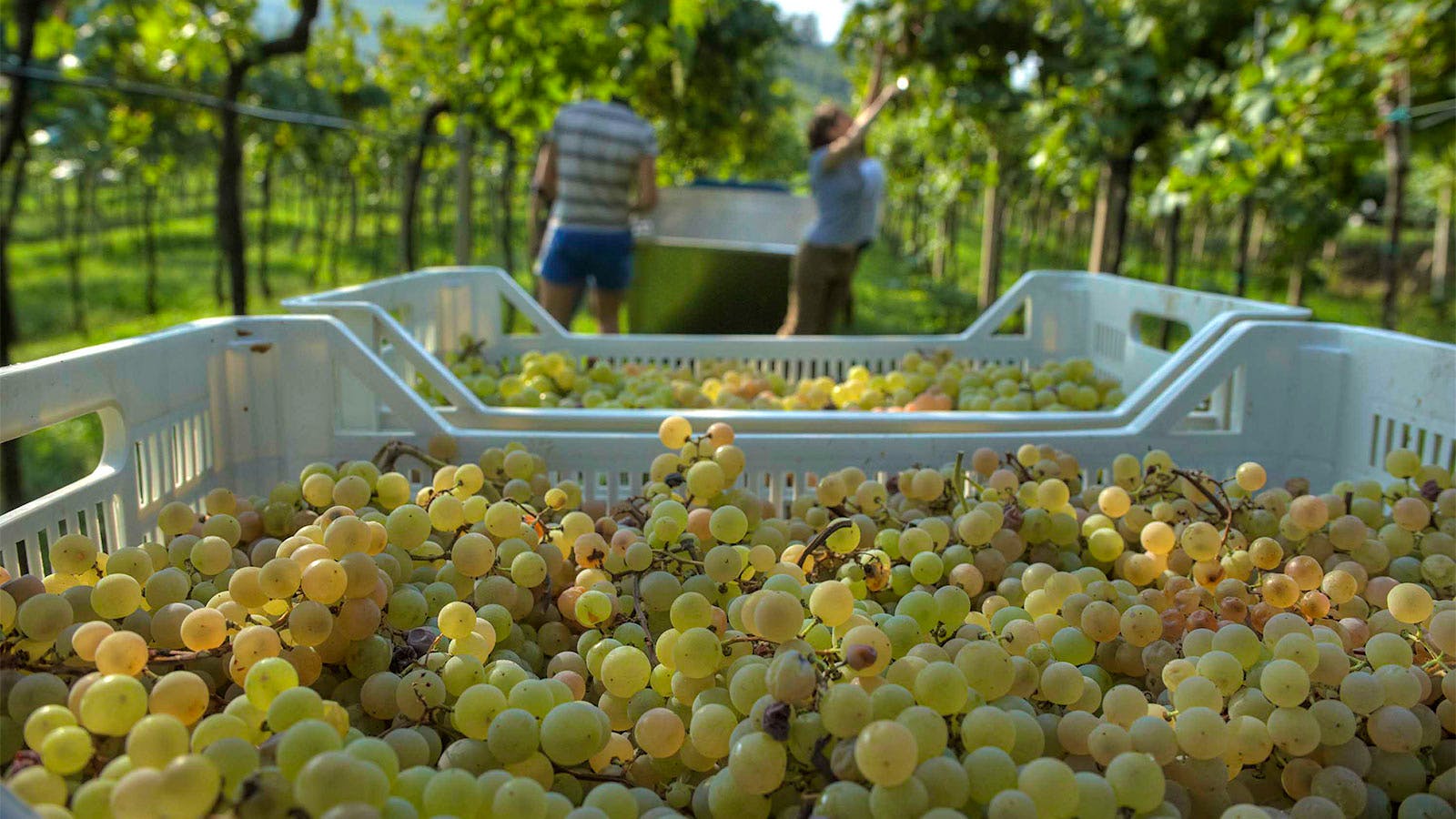 White grapes used by Soave winery Suavia in crates near vineyard workers in a vineyard, in Italy's Veneto region