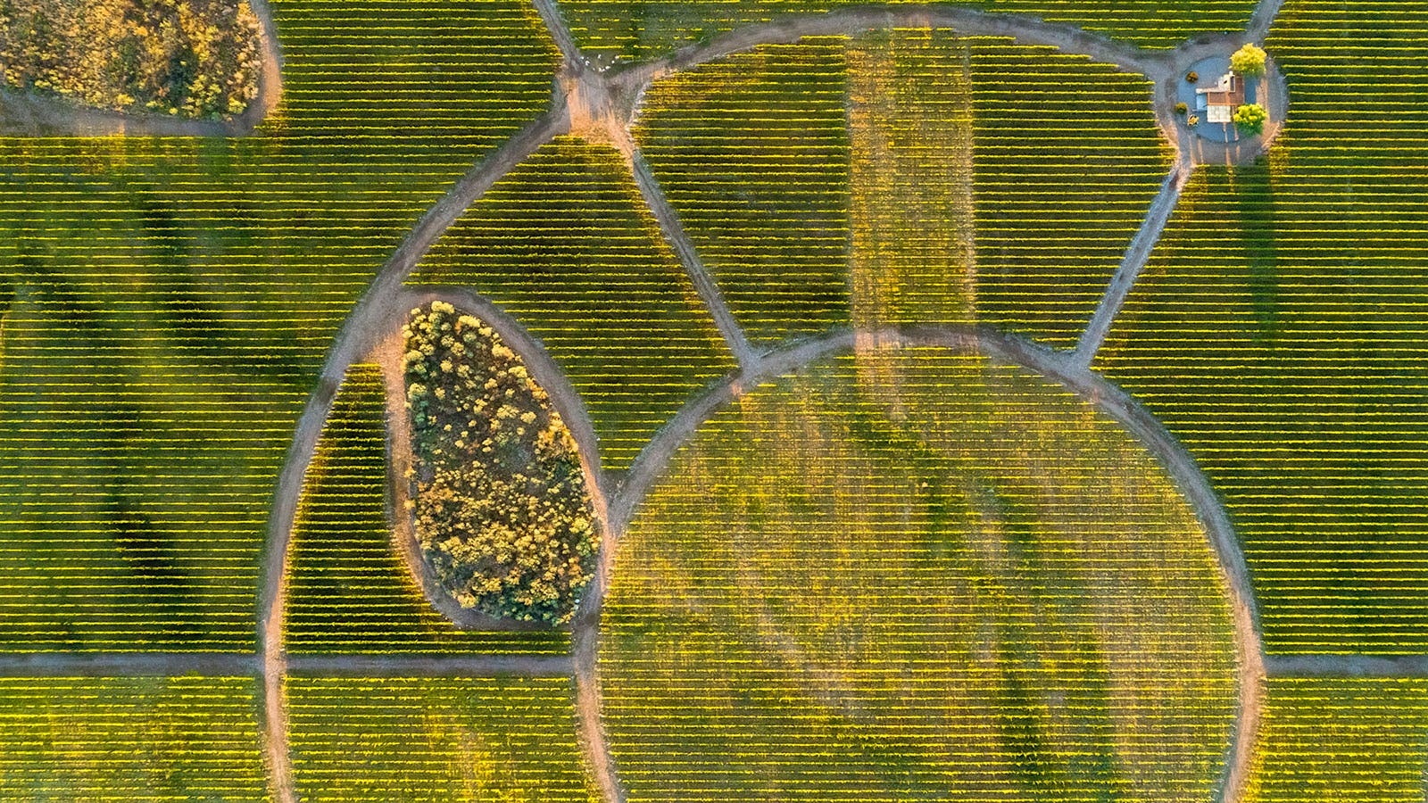 Vineyards of Viña Cobos in Argentina, with circular paths cut between them