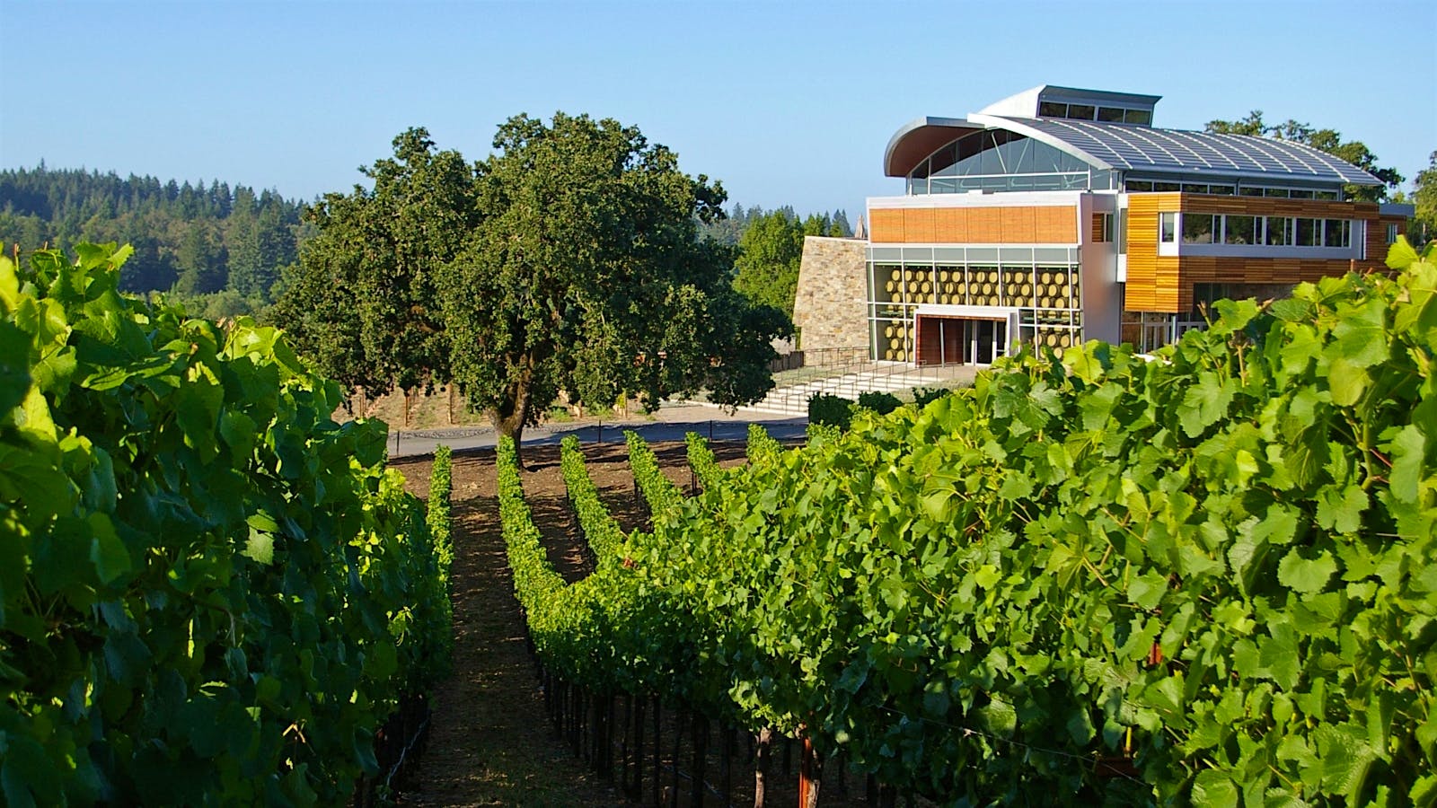 Williams Selyem's wood and metal facilities, and vineyards, in Russian River Valley