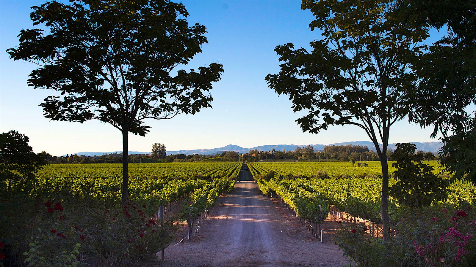 La Crema's Saralee's Vineyard in Russian River Valley, Sonoma, California