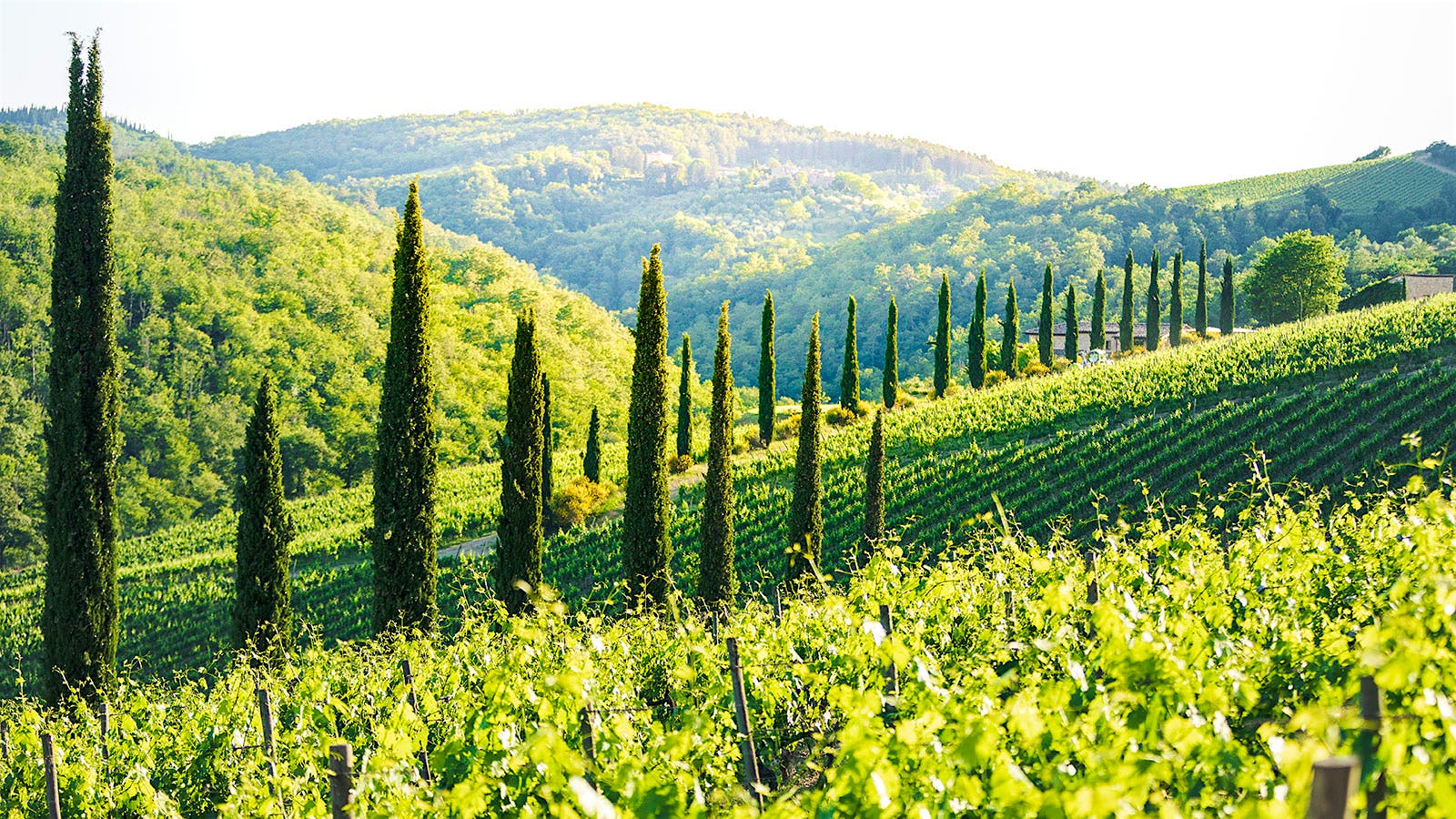 Vineyards and cypress trees of Brancaia in Tuscany