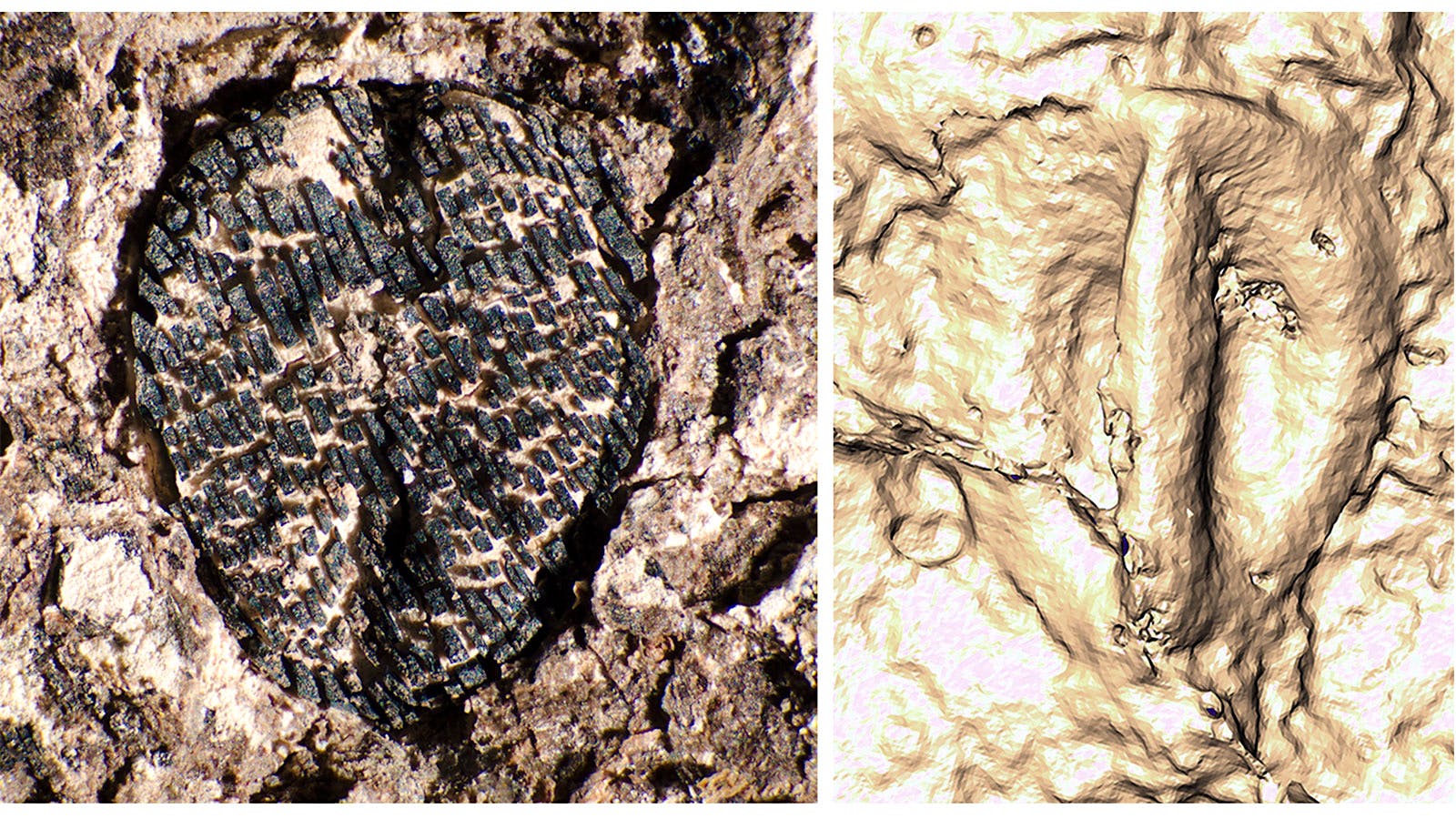 An image of one of the grapeseed fossils studied for this research beside an image of the CT scan of the same grapeseed fossil