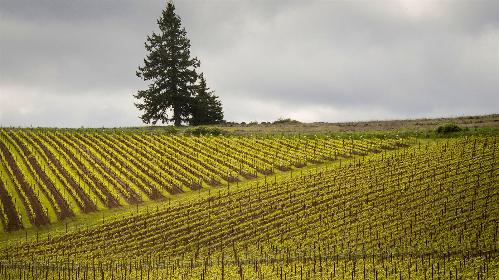 Vineyards of Argyle in Willamette Valley, Oregon