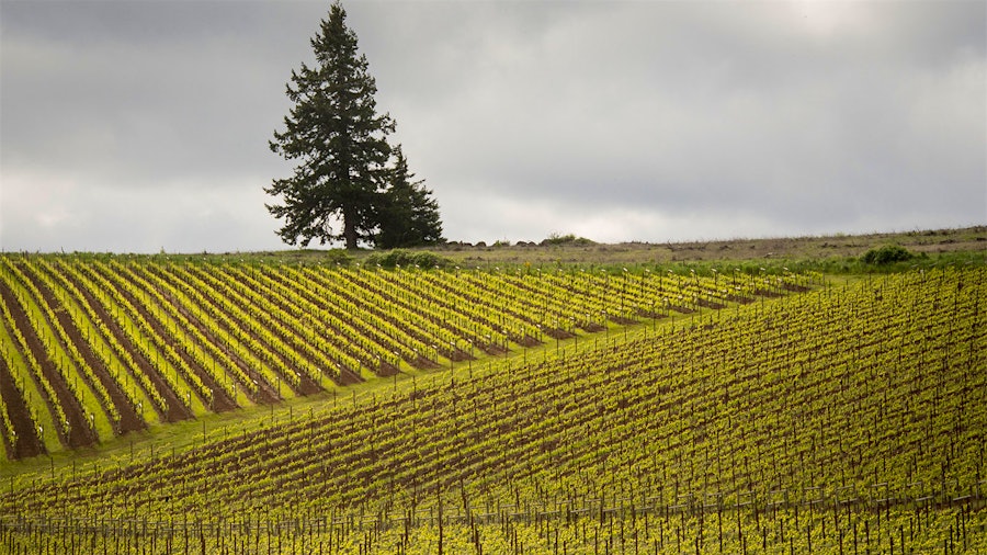 Argyle farms four estate vineyards in Oregon's Willamette Valley, including the Spirit Hill Vineyard in Eola-Amity Hills, which contributes to the winery's noteworthy sparkling wines.