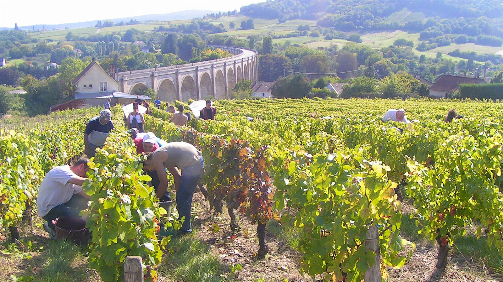 Vineyard workers harvest grapes for Domaine Gérard Fiou in Sanerre, France