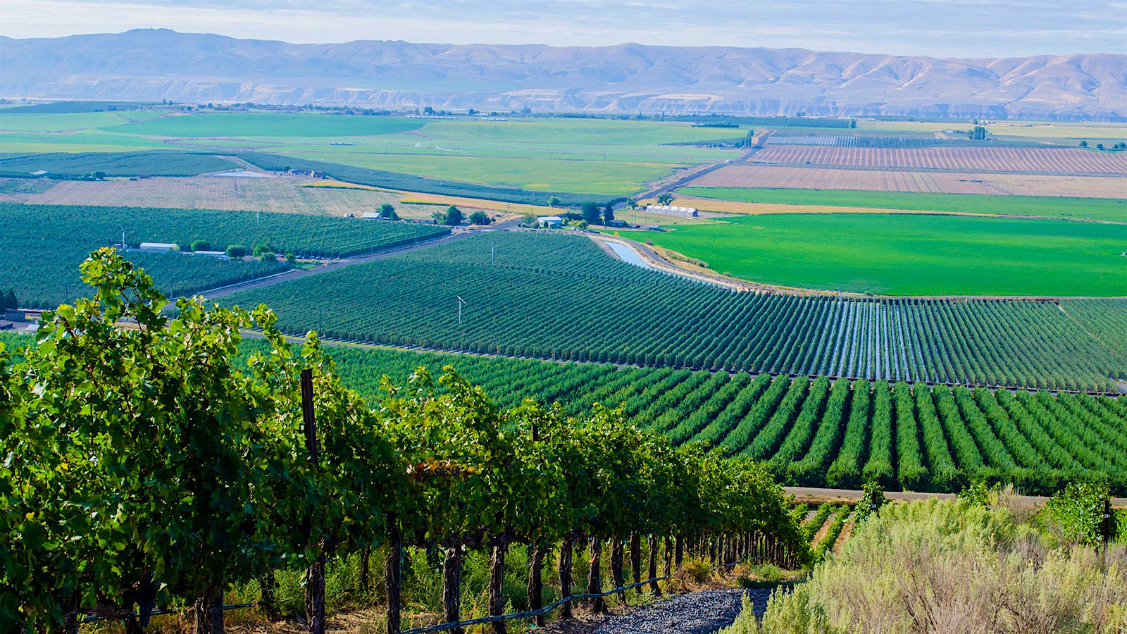 Novelty Hill's Stillwater Creek Vineyard in the Royal Slope appellation of Washington's Columbia Valley