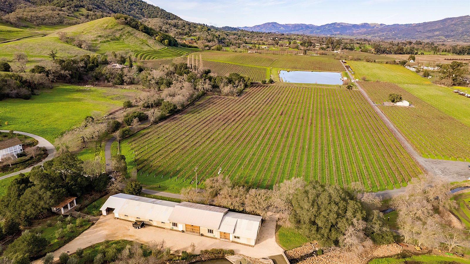 Rombauer's Sauvignon Blanc vines in California