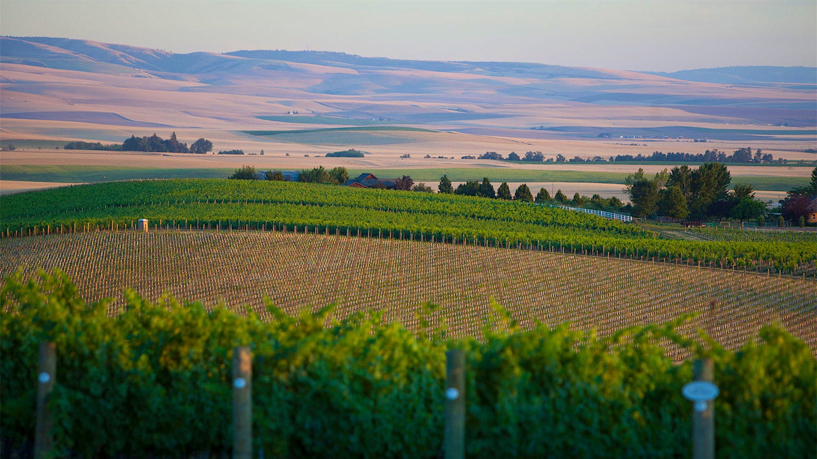 Blue Mountain Vineyard in Walla Walla Valley, Washington state