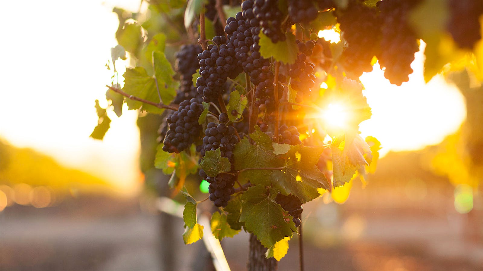 Pinot Noir grapes on a vine used by Gloria Ferrer in Carneros, California