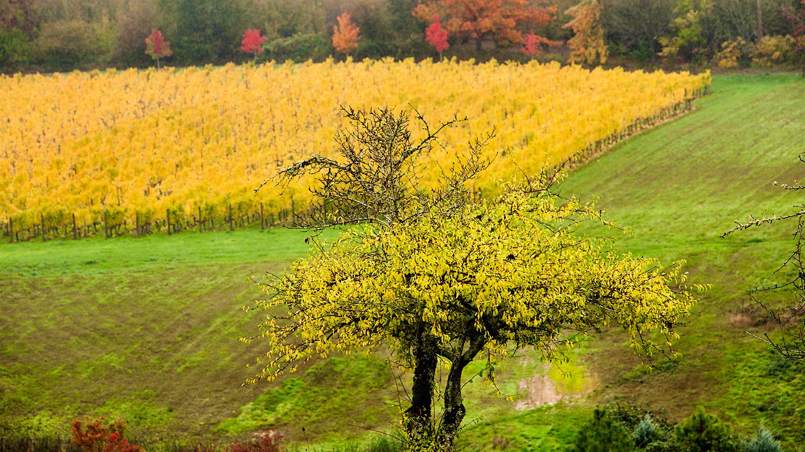 Vineyards used by Ken Wright Cellars in Willamette Valley, Oregon