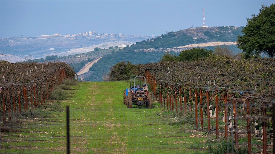 An Israeli farmer was killed by Hezbollah fire in December near this vineyard, which sits just across the border from the hills of Lebanon. Most residents have been evacuated for a year now.