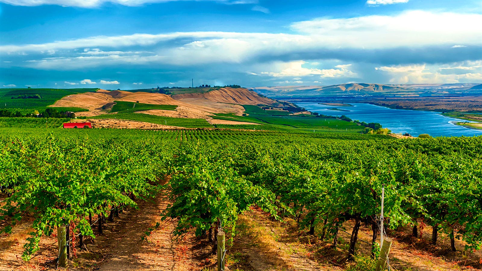 Dionysus Vineyard in Columbia Valley Washington