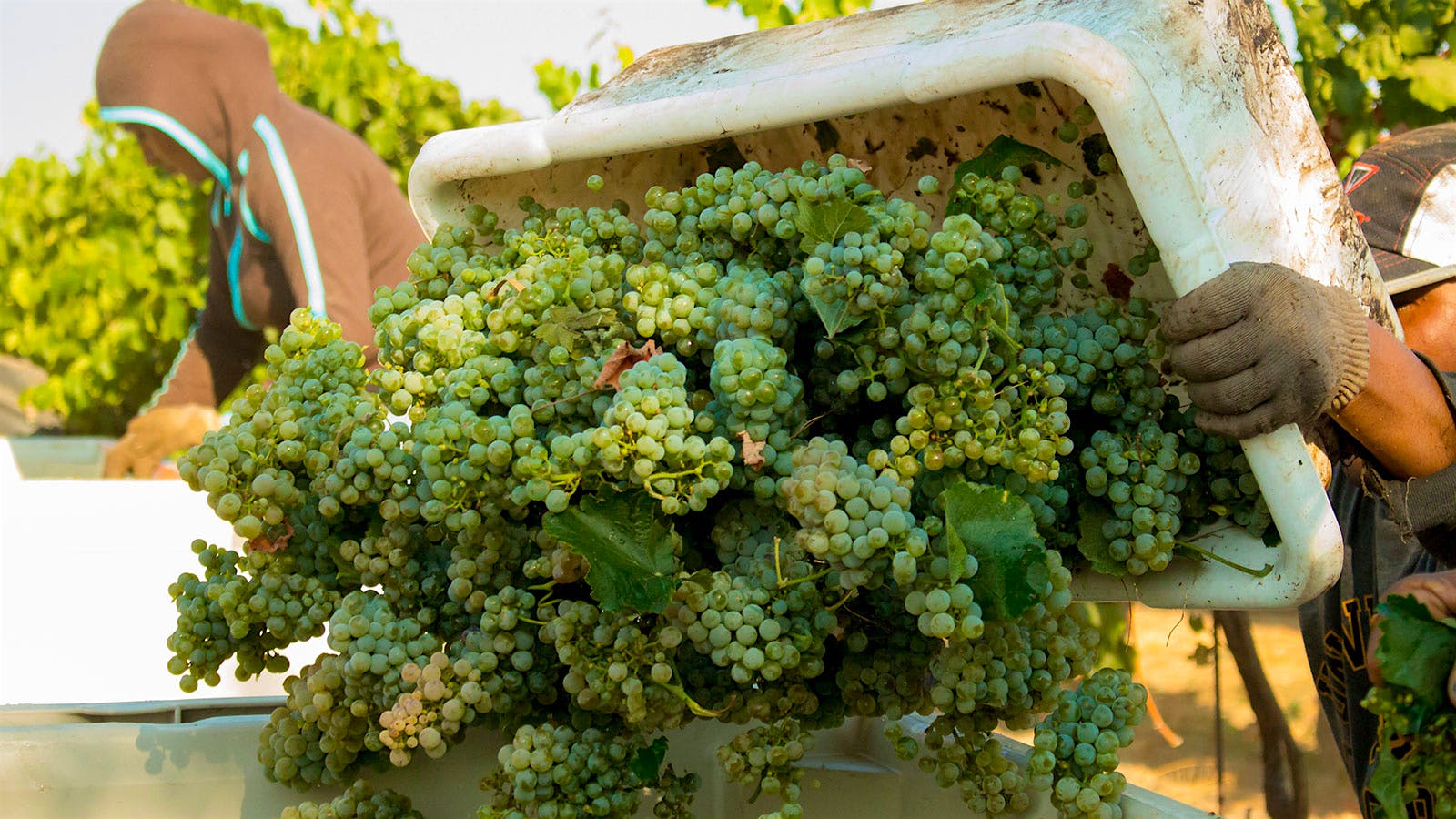 A vineyard worker tipping a crate of white grapes used by Klinker Brick in Lodi, California