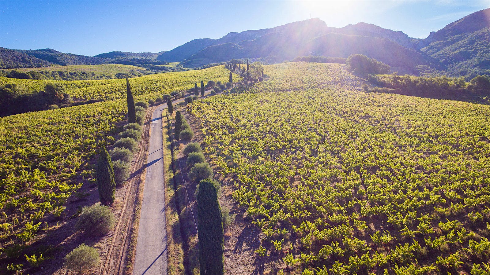 Vines of Pierre Amadieu in France's Rhône Valley