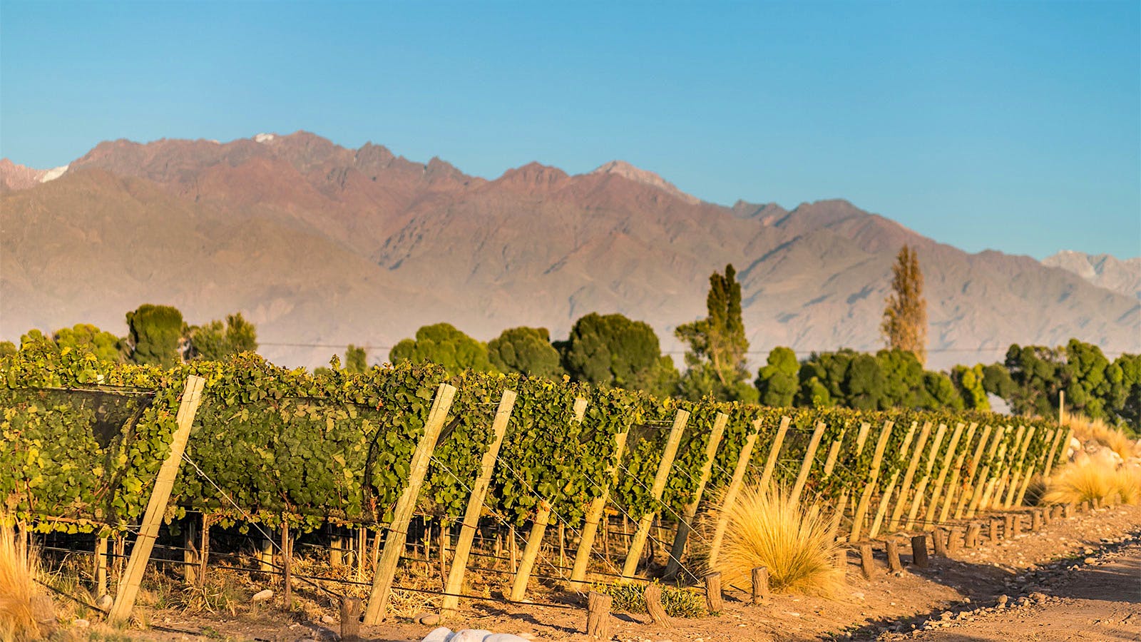 Vines used by Bodega Mendel with a view of the Andes mountains