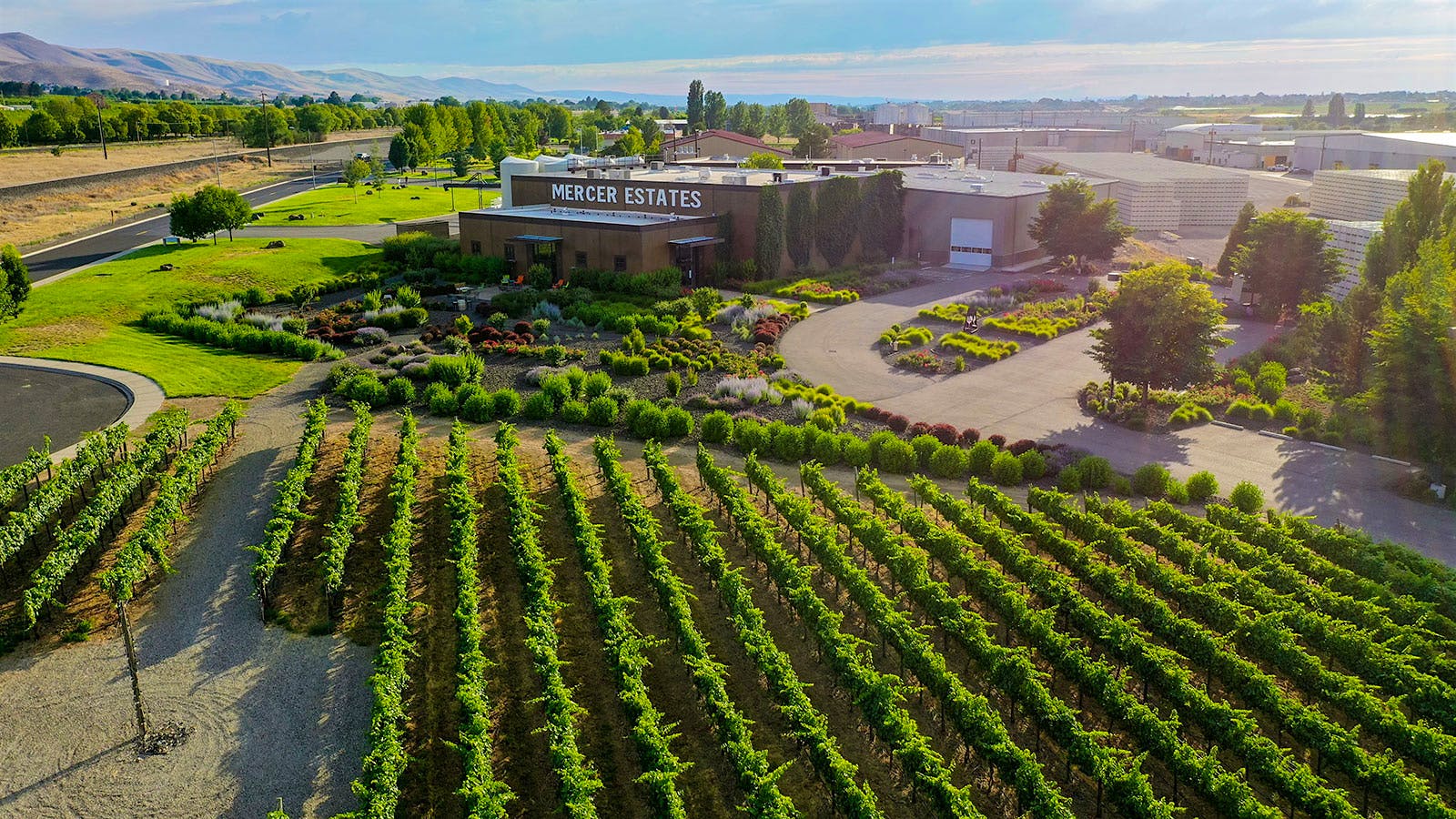 Mercer's vineyards in Horse Heaven Hills, Washingtons state