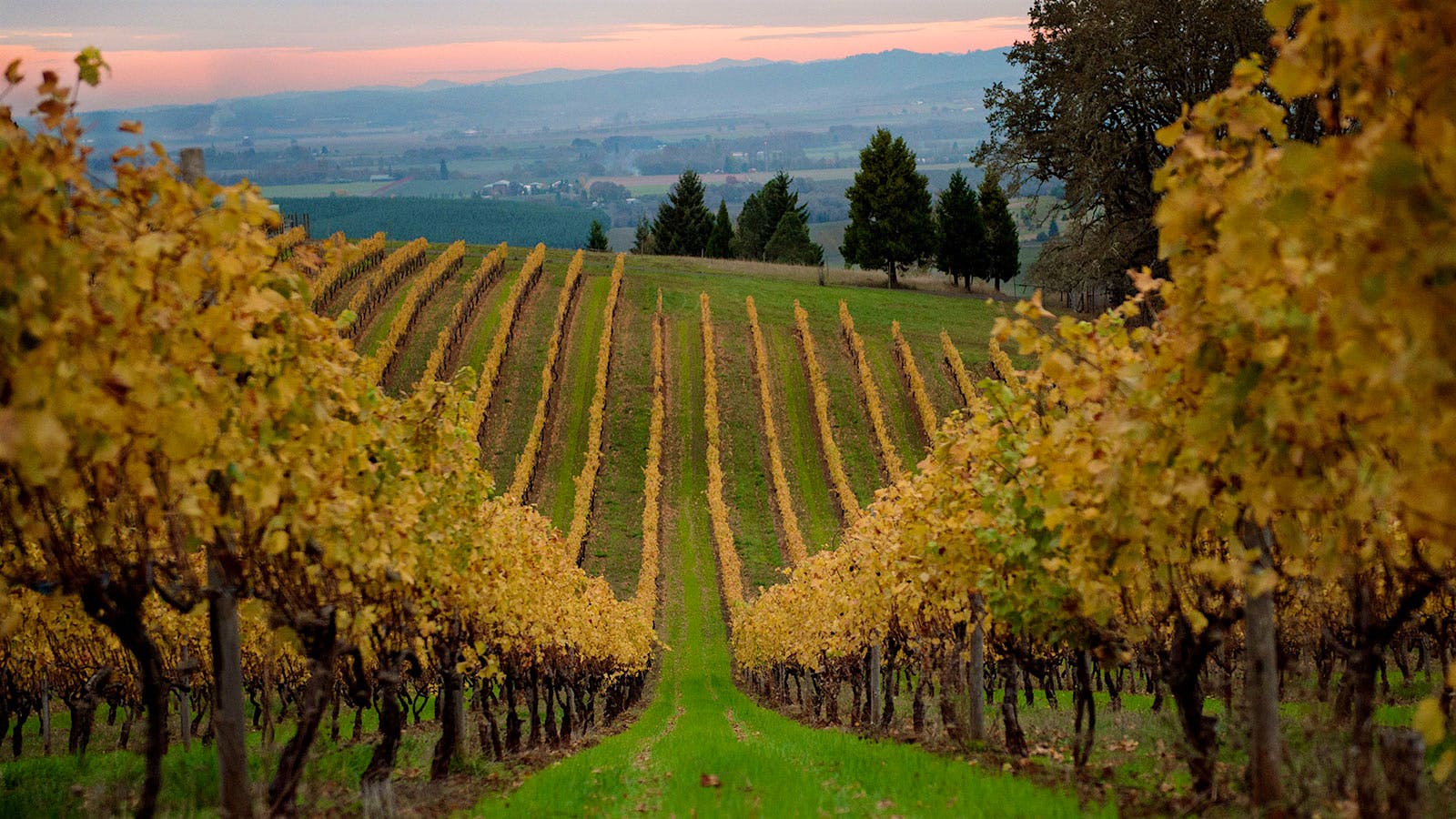 Hyland Estate Vineyard in Willamette Valley, Oregon