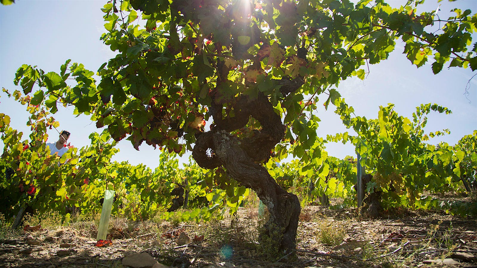 Old Godello vine used by Bodegas Avancia