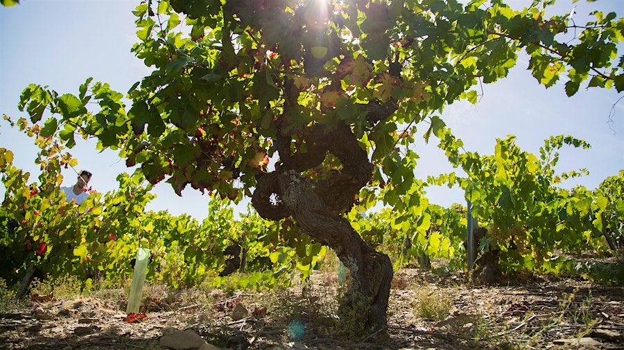 It's all treat, and no trick, when enjoying Galician Godello from Spanish wine leader Jorge Ordóñez's Bodegas Avancia.
