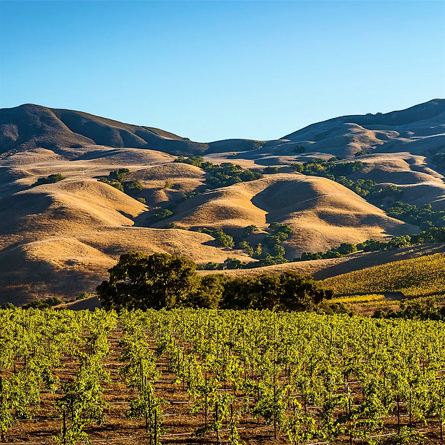 Alma Rosa's El Jabali Estate, located in Santa Barbara's Sta. Rita Hills, is a primary source for its noteworthy Pinot Noirs.